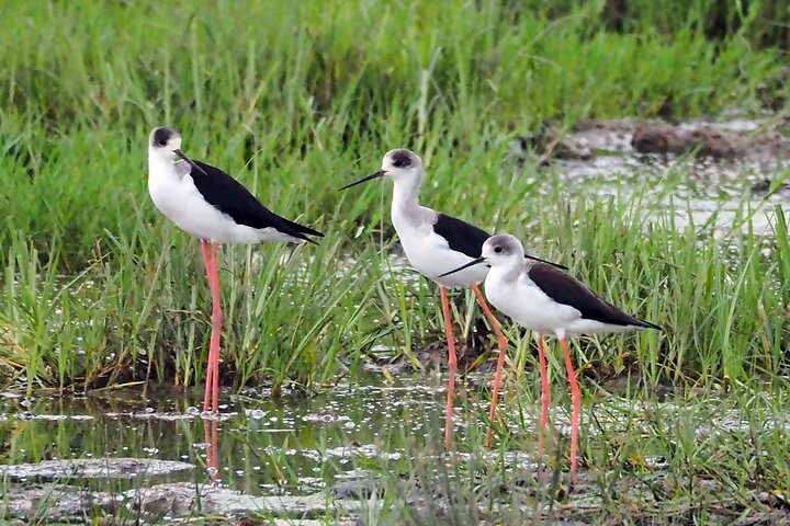 Explore Mamoudzou & the National Wetland Reserve 3 Days/2 Nights