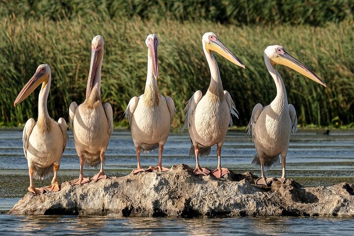 Explore Mamoudzou & the National Wetland Reserve 3 Days/2 Nights