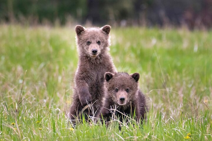 Discover Jasper and its Wildlife