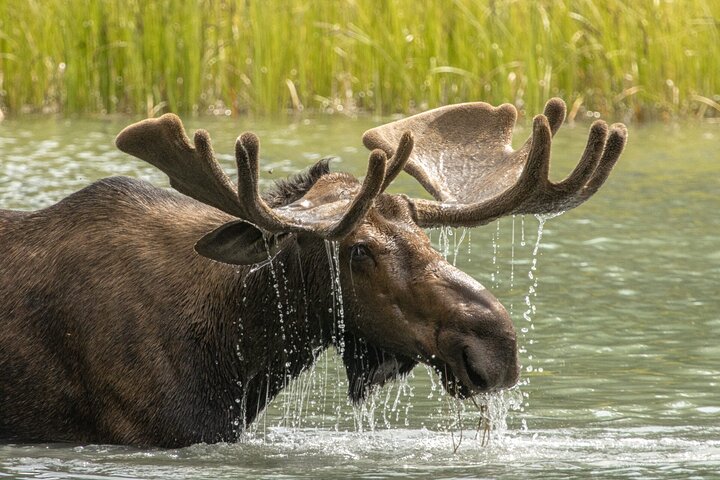 Jasper National Park Tour: Maligne Valley, Medicine Lake and Spirit Island