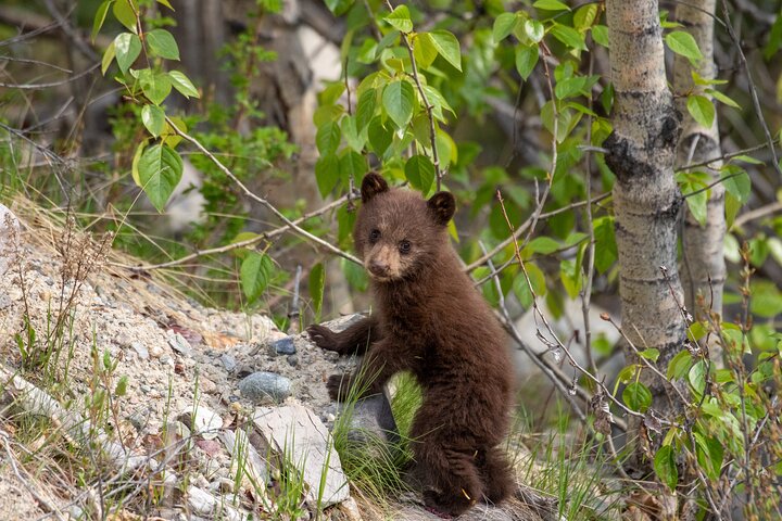 Jasper National Park Tour: Maligne Valley, Medicine Lake and Spirit Island