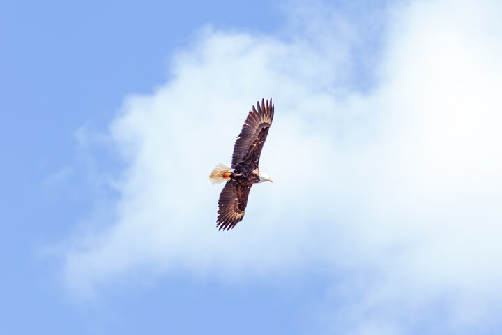 Discover Jasper and its Wildlife