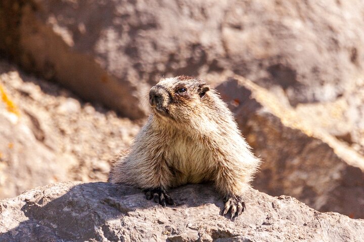 Discover Jasper and its Wildlife