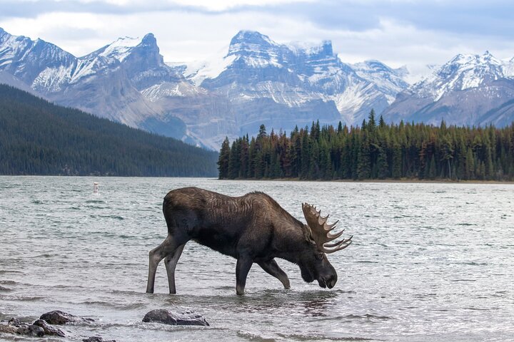 Discover Jasper and its Wildlife