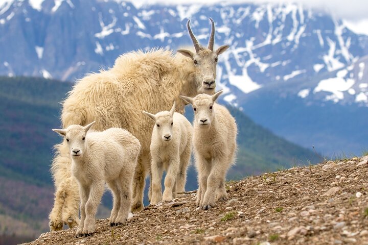 Discover Jasper and its Wildlife