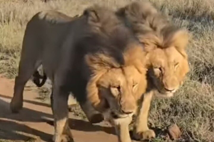 Kilimahewa safari full and real wild