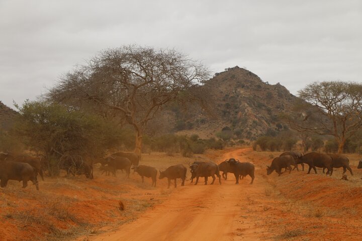 OVERNIGHT SAFARI TO TSAVO EAST NATIONAL PARK FROM MOMBASA orDIANI