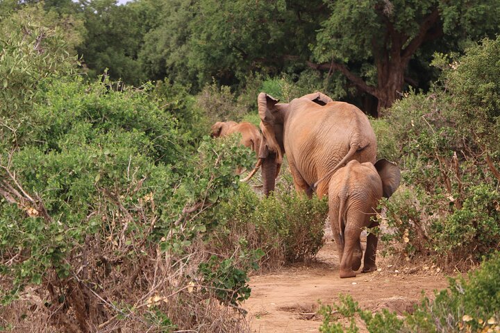 OVERNIGHT SAFARI TO TSAVO EAST NATIONAL PARK FROM MOMBASA orDIANI