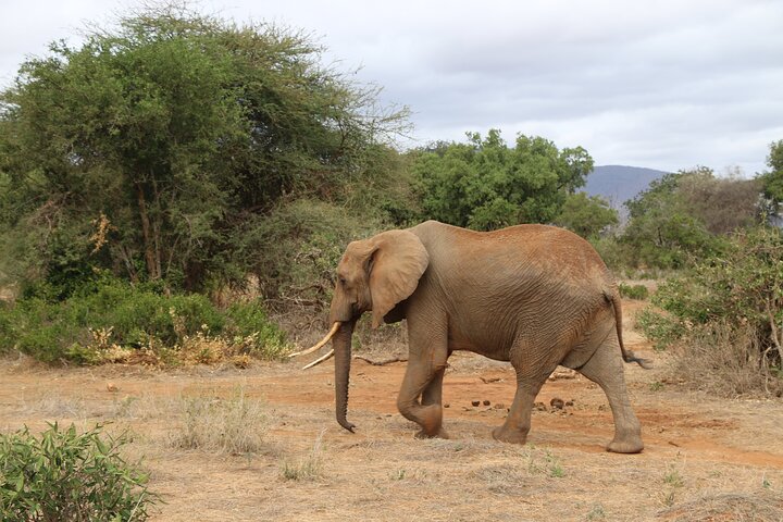 OVERNIGHT SAFARI TO TSAVO EAST NATIONAL PARK FROM MOMBASA orDIANI