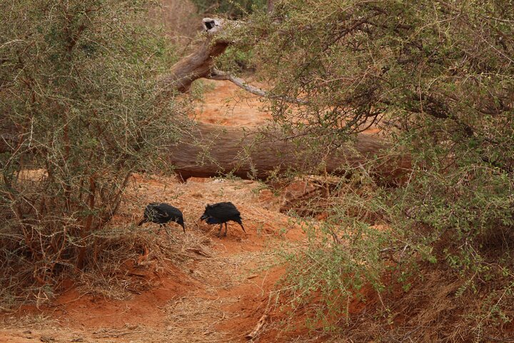 OVERNIGHT SAFARI TO TSAVO EAST NATIONAL PARK FROM MOMBASA orDIANI