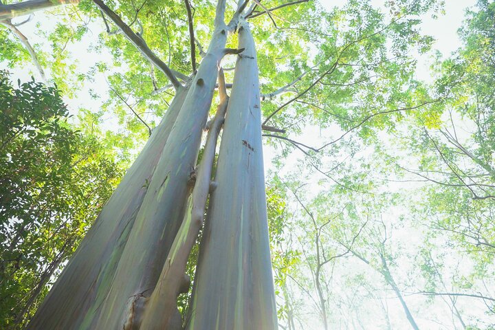 Private Road to Hana Rainforest & Waterfall Experience from Maui
