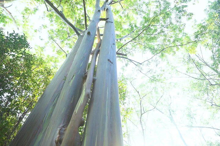 Maui: Road to Hana Deluxe Rainforest and Waterfall Experience