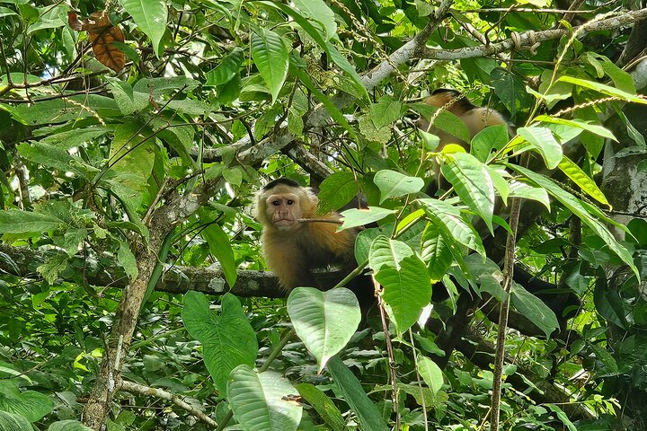 Gamboa Rainforest: Hike Trail, Boat Expedition & Optional Zipline