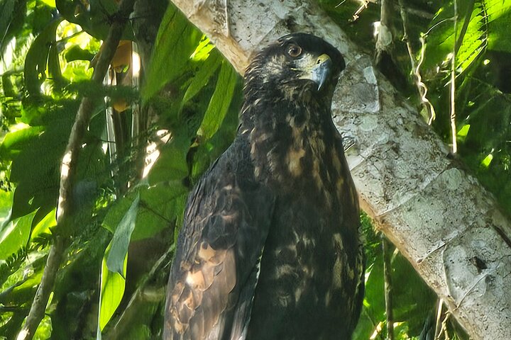 Gamboa Rainforest: Hike Trail, Boat Expedition & Optional Zipline