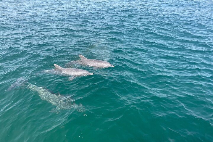 Panama City Beach Small Group Dolphin & Snorkel Tour (Max 6 )