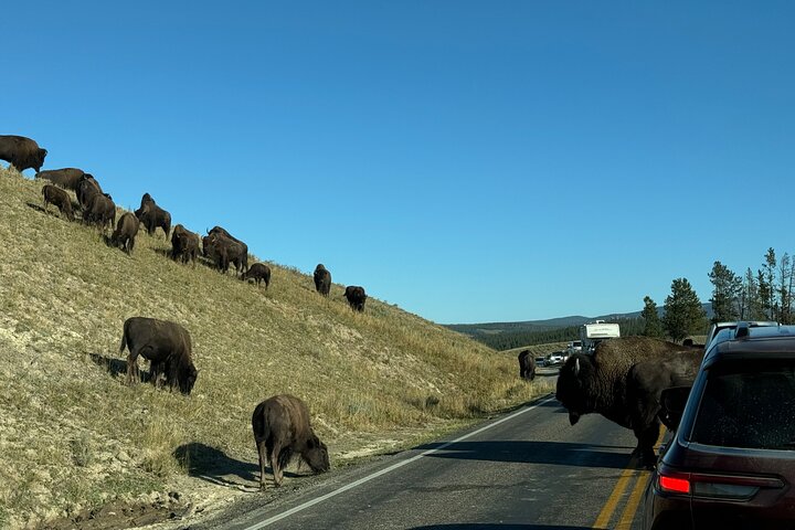 250th Celebration Yellowstone Open Air Tour W/Deals,lunch & Gifts