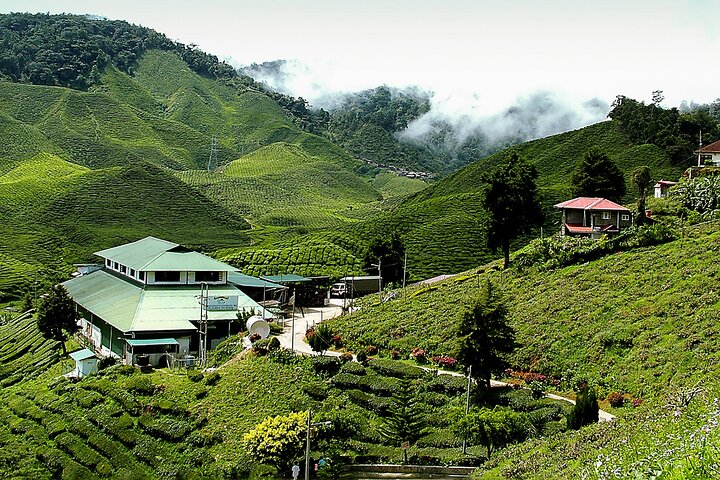 Cameron Highlands Full Day Join in Tour