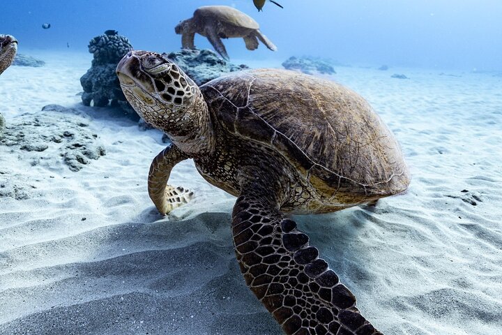 Waikiki Turtle Canyon Snorkel: Turtles Guaranteed