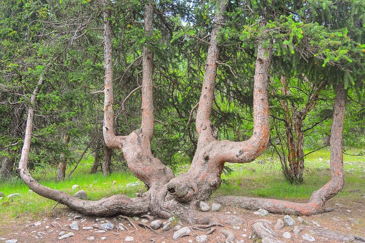 Ala Archa National Park: Scenic Small-Group Tour