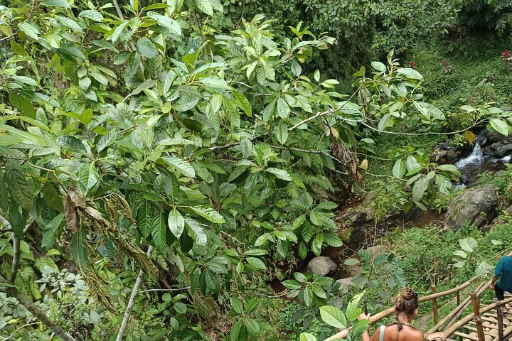 Shared Tour in the Rice Terraces, Waterfall and Monkey Forest