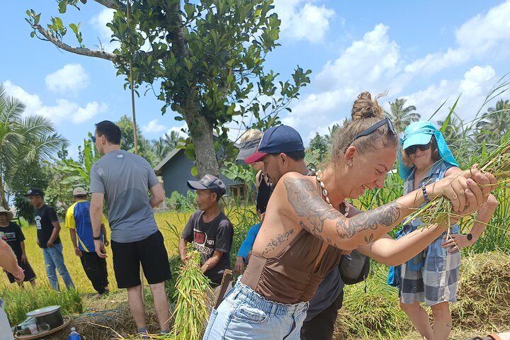 Shared Tour in the Rice Terraces, Waterfall and Monkey Forest