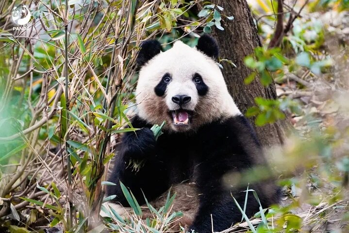 7 Days Sichuan Classic Tour