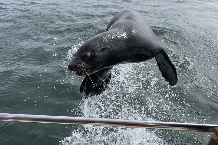 Pangaea Tours - Combo Sandwich Harbour + Dolphin & Seal Cruise