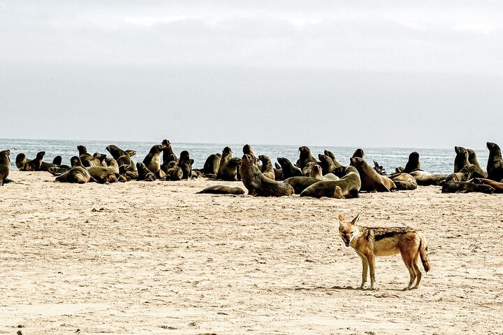 Pangaea Tours - Combo Sandwich Harbour + Dolphin & Seal Cruise