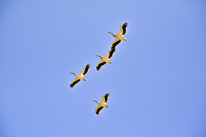 Pangaea Tours - Combo Sandwich Harbour + Dolphin & Seal Cruise