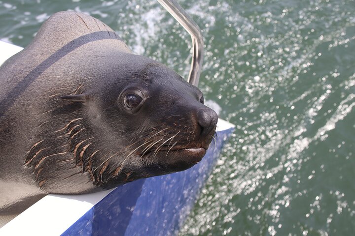 Pangaea Tours - Combo Sandwich Harbour + Dolphin & Seal Cruise