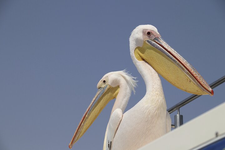 Pangaea Tours - Combo Sandwich Harbour + Dolphin & Seal Cruise