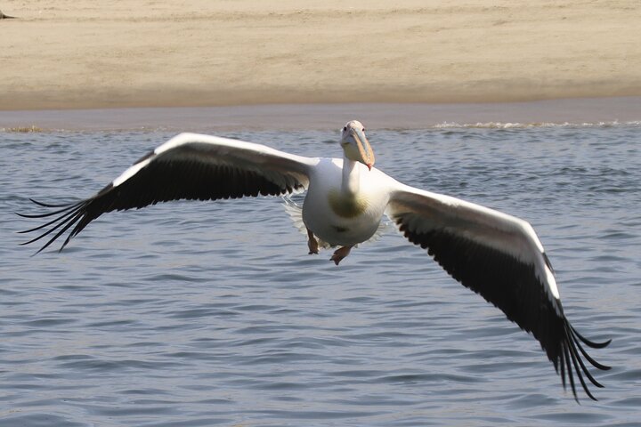 Pangaea Tours - Combo Sandwich Harbour + Dolphin & Seal Cruise