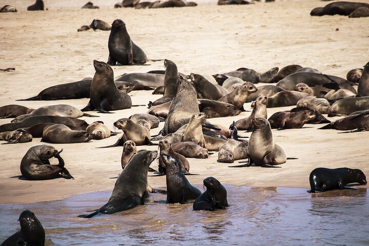 Pangaea Tours - Combo Sandwich Harbour + Dolphin & Seal Cruise