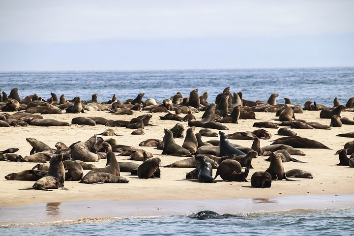 Pangaea Tours - Combo Sandwich Harbour + Dolphin & Seal Cruise
