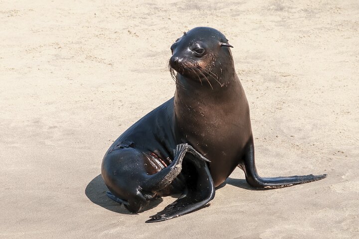 Pangaea Tours - Combo Sandwich Harbour + Dolphin & Seal Cruise