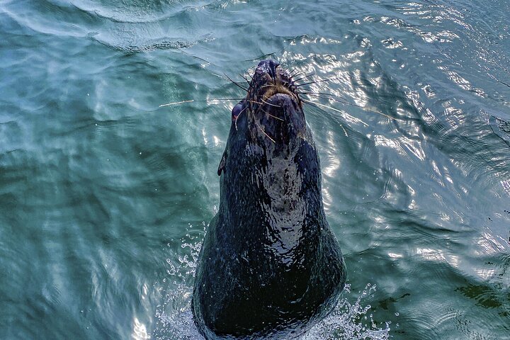 Pangaea Tours - Combo Sandwich Harbour + Dolphin & Seal Cruise