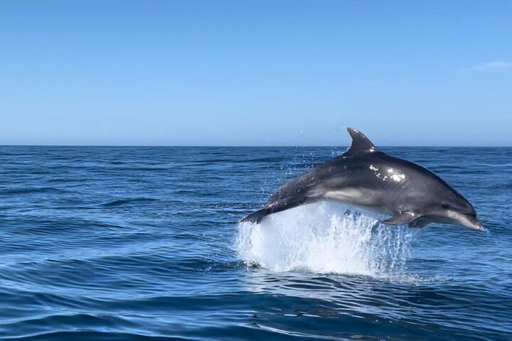 Benagil And Dolphins Tour