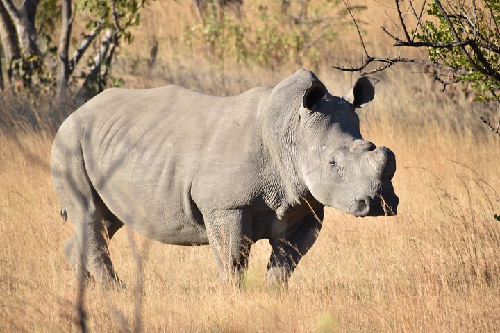 Half Day Rhino Tracking and White Rhino Cave Tour