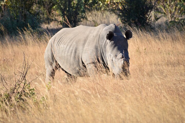 Half Day Rhino Tracking and White Rhino Cave Tour