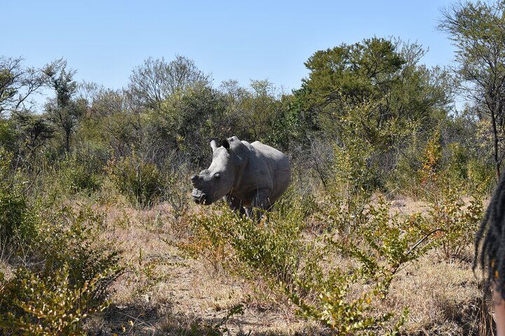 Half Day Rhino Tracking and White Rhino Cave Tour