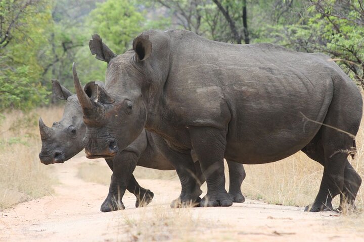 Half Day Rhino Tracking and White Rhino Cave Tour