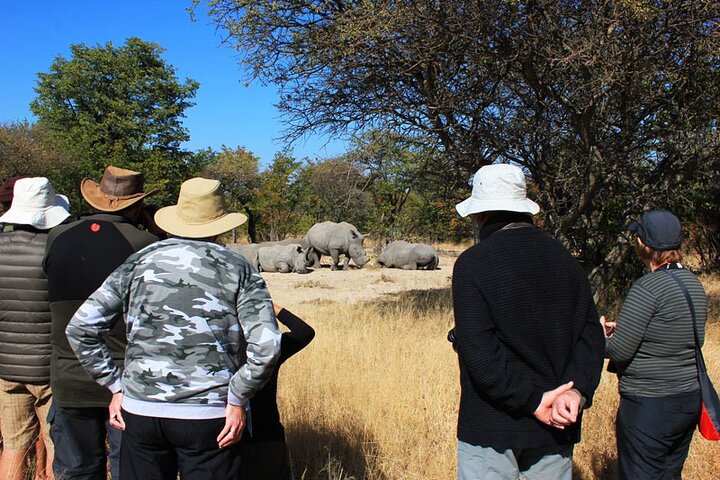Half Day Rhino Tracking and White Rhino Cave Tour