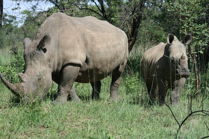 Half Day Rhino Tracking and White Rhino Cave Tour