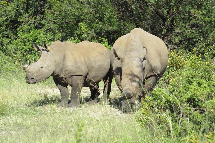 Half Day Rhino Tracking and White Rhino Cave Tour