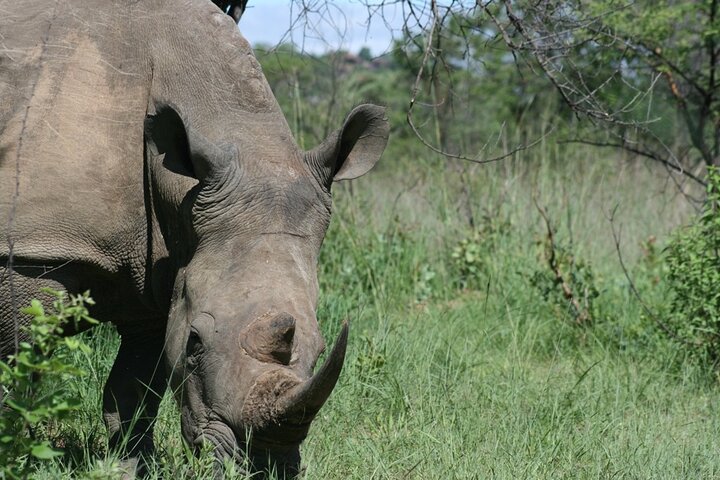Half Day Rhino Tracking and White Rhino Cave Tour