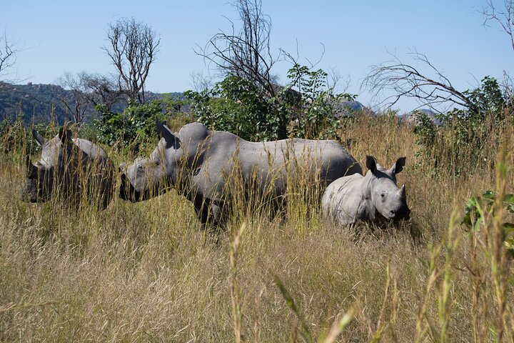 Half Day Rhino Tracking and White Rhino Cave Tour