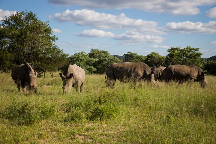 Half Day Rhino Tracking and White Rhino Cave Tour