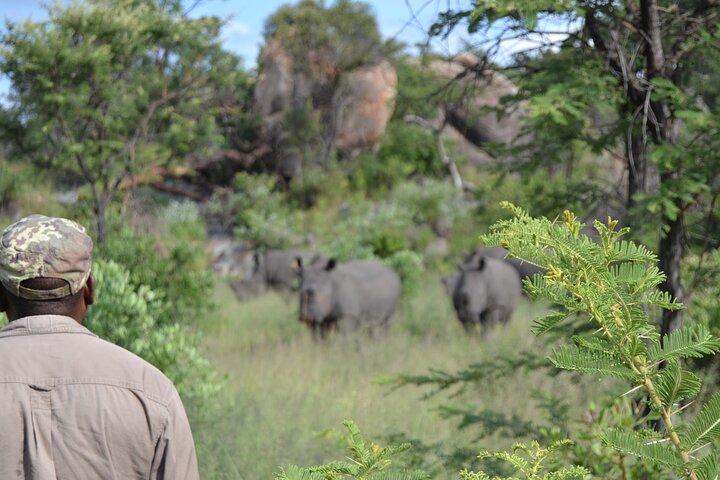 Half Day Rhino Tracking and White Rhino Cave Tour