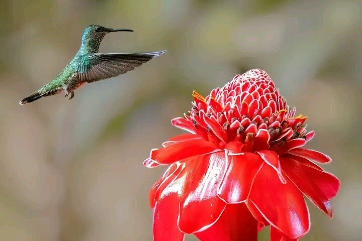 Cultural: Coffee & Chocolate Tour+Wildlife Trail+Waterfall Swim