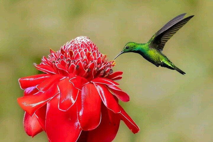 Cultural: Coffee & Chocolate Tour+Wildlife Trail+Waterfall Swim